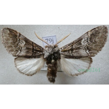Drymonia querna (Denis & Schiffermüller, 1775) male Dąbrówka dębowa Czech79j